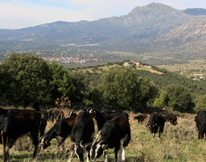 Un Rebaño Municipal de Cabras en el Parque Nacional de la Sierra de Guadarrama