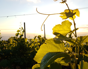 El municipio de la Villa de Garafía tiene un alto potencial para reactivar el sector agroecológico