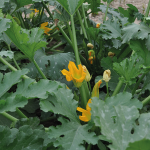 02-Agroecologia-agricultura-con-sentido.png